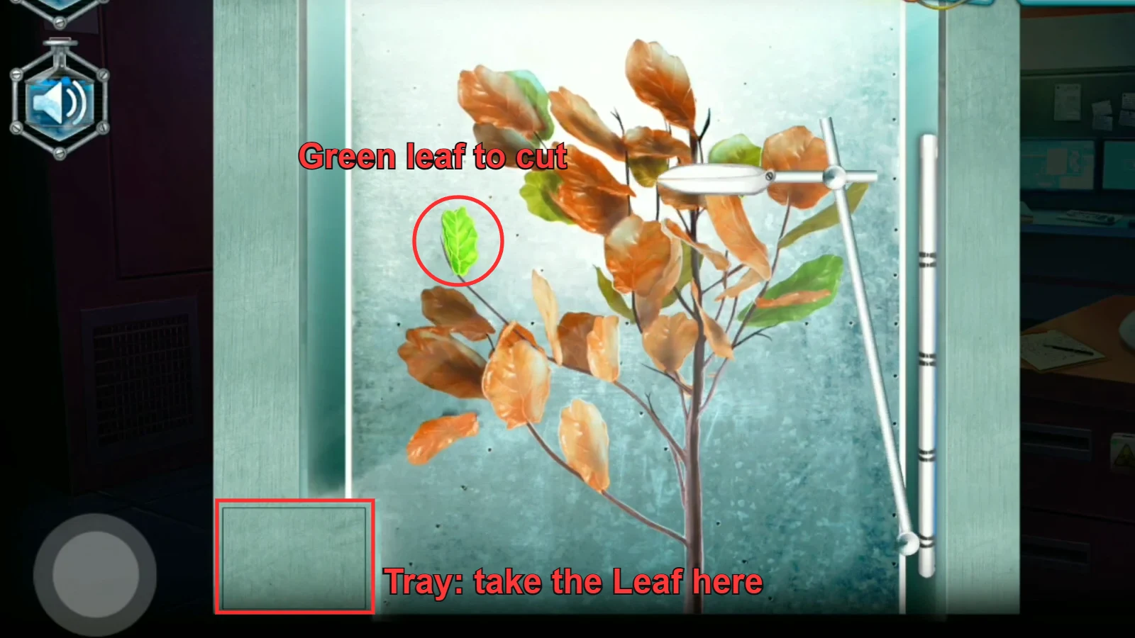 Arboretum after the brown leaf in front has been cut: the single bright green leaf on the left side of the plant circled, the pruner arm on the right and the empty tray at the bottom left outlined