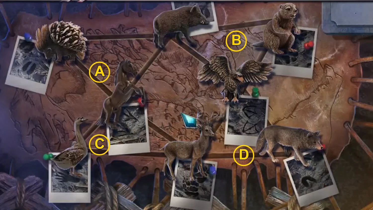 Animal map with the four rotating triangles labelled A to D
